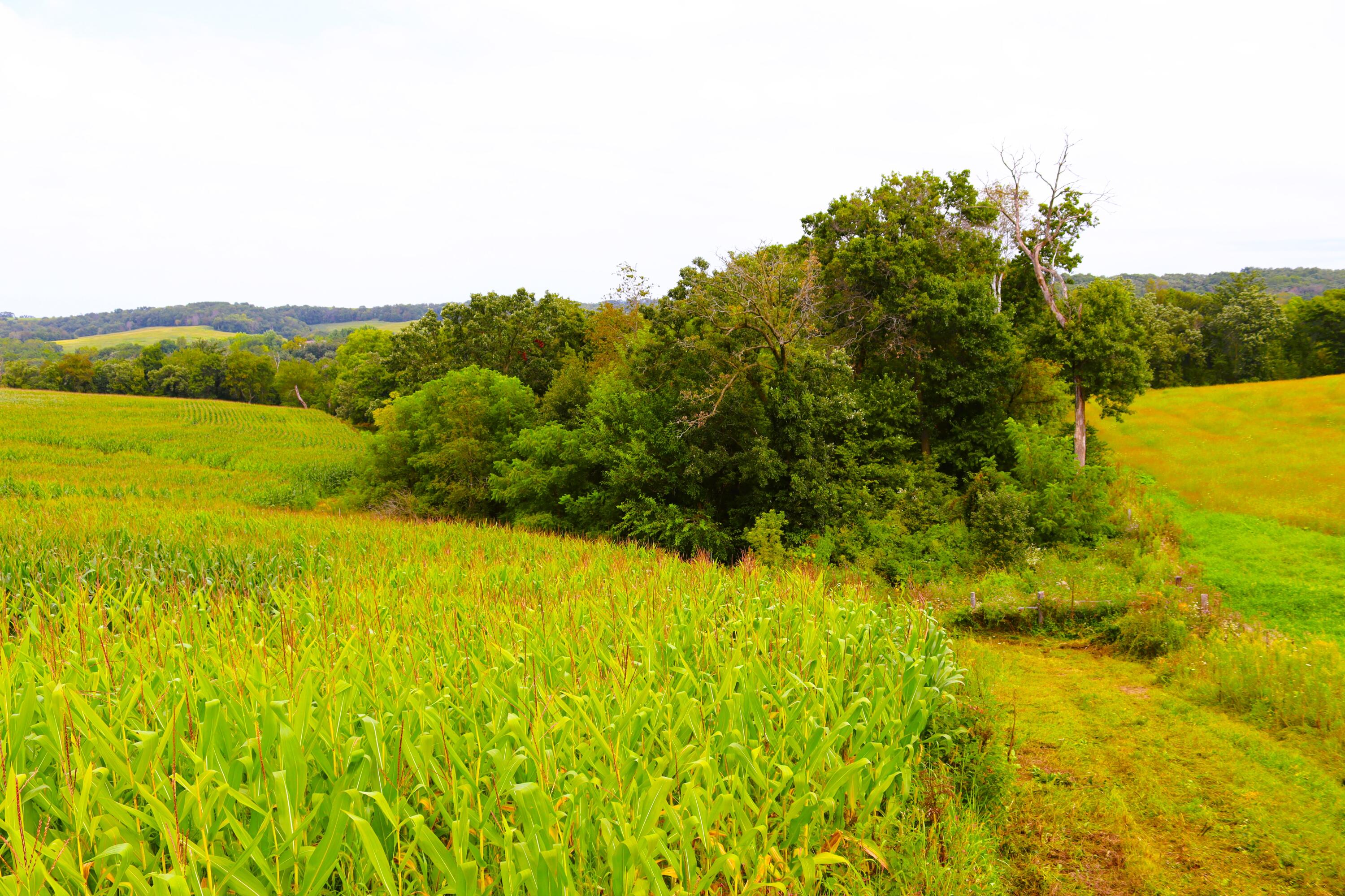 Wisconsin Lake Home for sale (MLS#: 1889357) at 6005  Green River Rd, in Mount Ida, Wisconsin. (53 of 89)