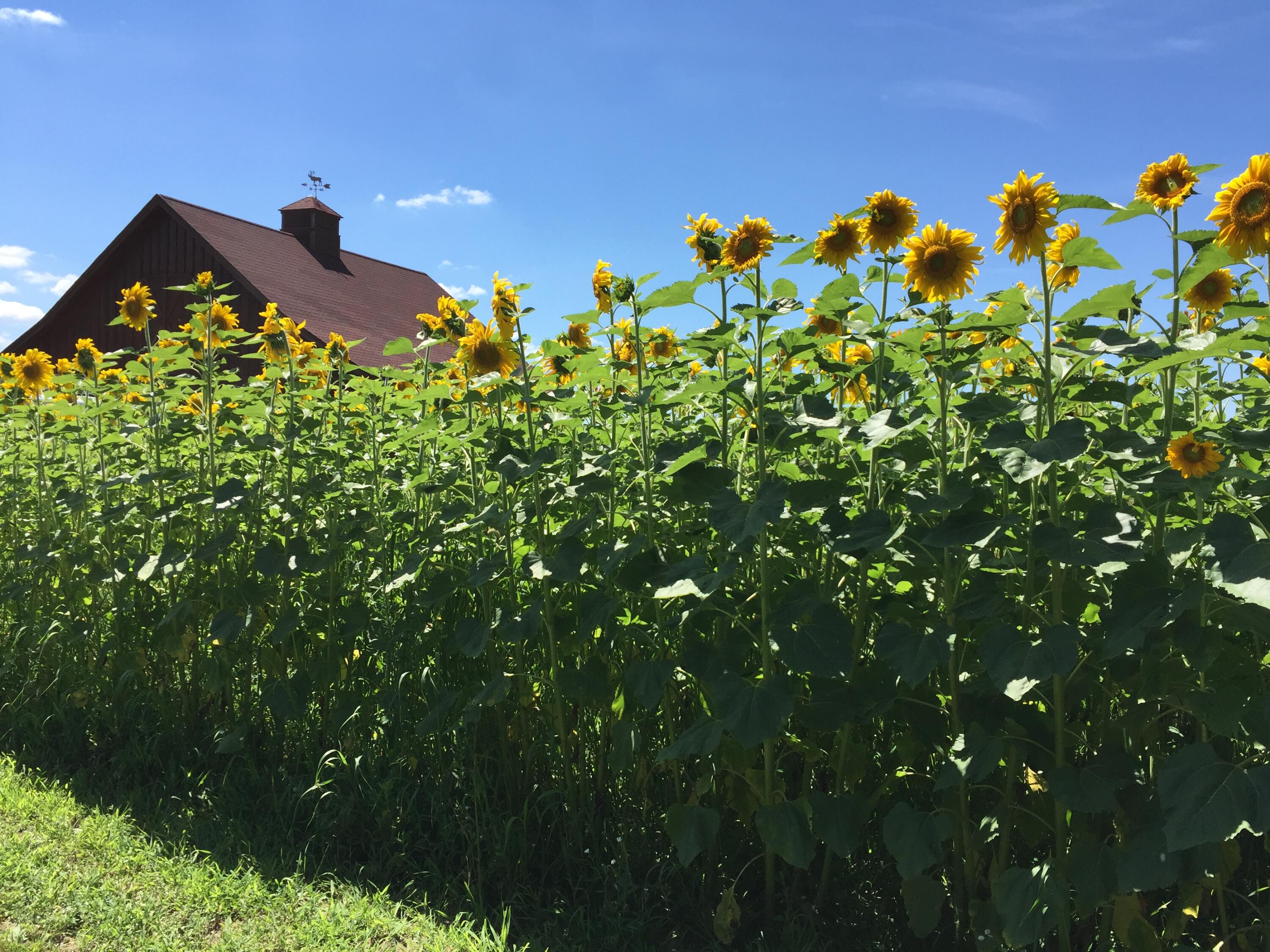 Wisconsin Lake Home for sale (MLS#: 1920650) at W395S3611  Hardscrabble Rd, in Ottawa, Wisconsin. (17 of 70)