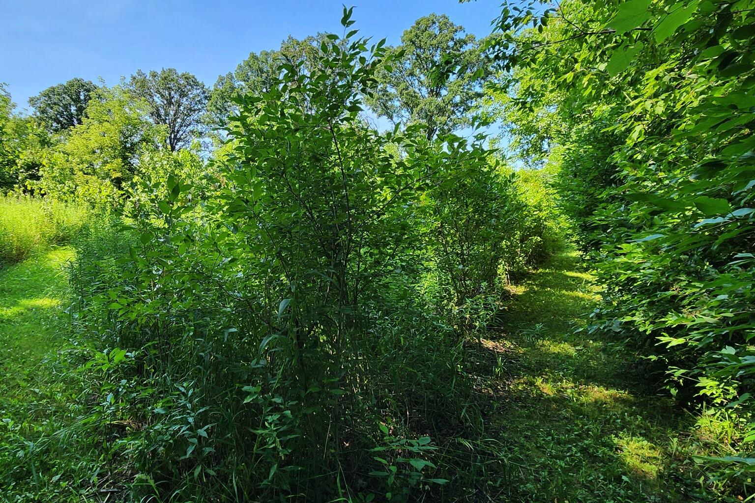 Wisconsin Lake Home for sale (MLS#: 1929441) at W6352  County Road A -, in Sherman, Wisconsin. (48 of 54)
